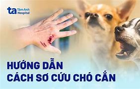 Chó Nhà Bị Chó Dại Cắn