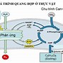 Nhóm Thực Vật C3 Sống Ở Đâu